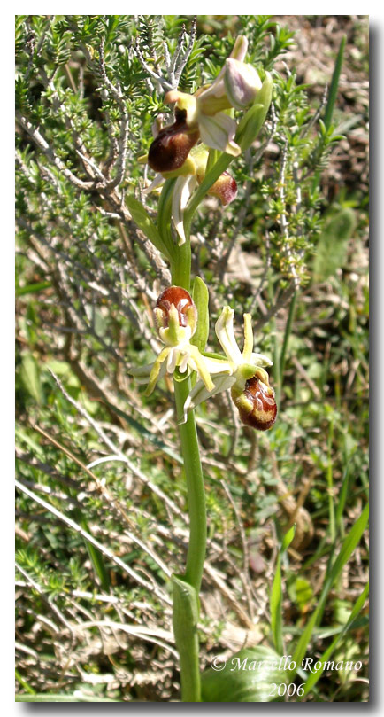 Ophrys sphegodes